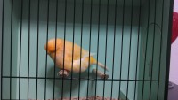 /album/%cf%84%ce%b1-%cf%80%ce%bf%cf%85%ce%bb%ce%ac%ce%ba%ce%b9%ce%b1-%ce%bc%ce%b1%cf%82/imag0470-jpg/