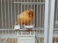 /album/norwich-2014/buff-cock-2013-jpg4/