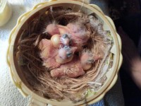 /album/norwich-2014/a20140506-211130-jpg/