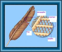 /album/norwich/poypoyla-jpg/