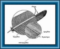 /album/norwich/poypoyla1-jpg/