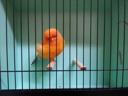 yelow cock 2014